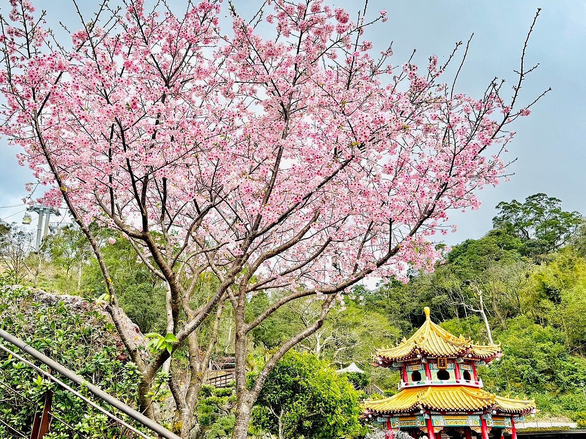 指南風景區櫻花