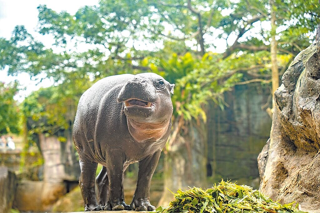 新加坡動物園的雄性侏儒河馬Thabo去年11月送到台北市立動物園,10日凌晨4時22分死亡。(台北市立動物園提供/温予菱台北傳真)