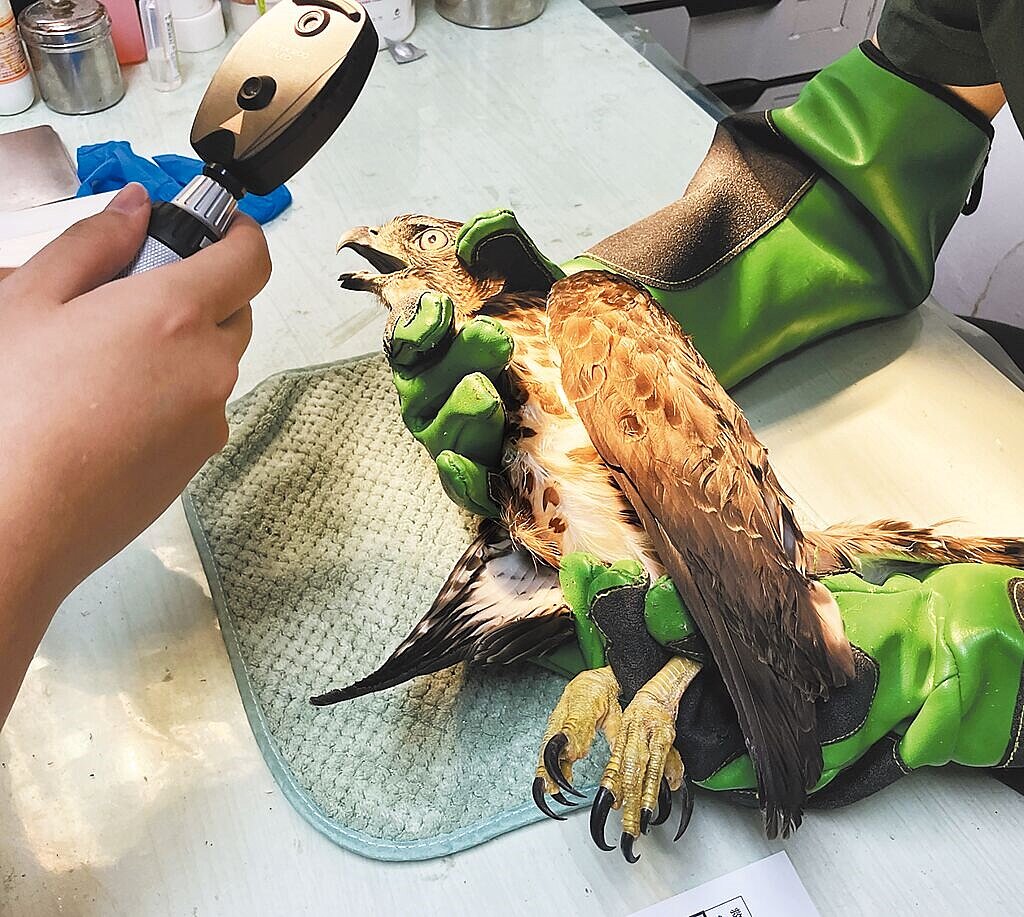 桃園市野鳥學會附設非營利野生動物診所,2024年共救治2100隻野生動物,其中「窗殺」案件激增,玻璃建築已成野生動物的隱形殺手。圖為獸醫師在幫撞窗的鳳頭蒼鷹進行眼科檢查。(野動診所提供/蔡依珍桃園傳真)