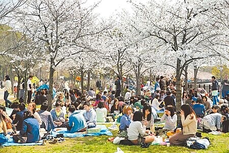 2024年台灣民眾國外旅遊支出首度突破兆元,創歷史新高。圖為國人最愛的旅遊地日本,每逢櫻花季便湧入無數人潮賞櫻。(本報資料照片)