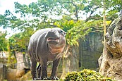 痛別嬌客　台北市立動物園將精進照養