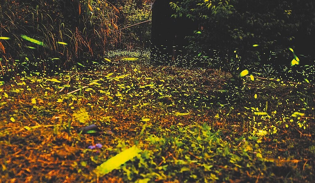 高雄市那瑪夏區的螢火蟲季將於3月21日正式開跑，今年天候寒冷且雨水豐沛，為螢火蟲提供理想的繁衍條件，讓這片山林迎來近年來最壯觀的螢火蟲大爆發。圖／那瑪夏區公所提供