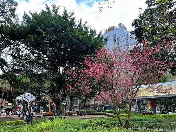 安平里寶清街櫻花美景走走