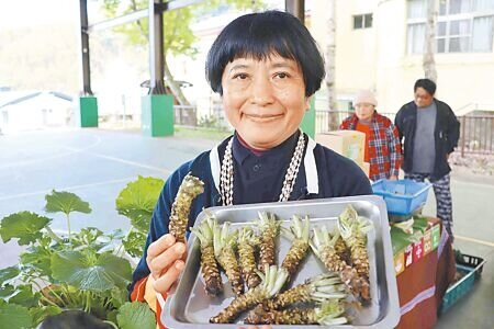 阿里山社區關懷協會與嘉義縣阿里山原住民山葵生產合作社於2022年引進山葵雜交品種,透過溫室種植,現今山葵數量已達5.5萬株,並陸續收成中。(呂妍庭攝)