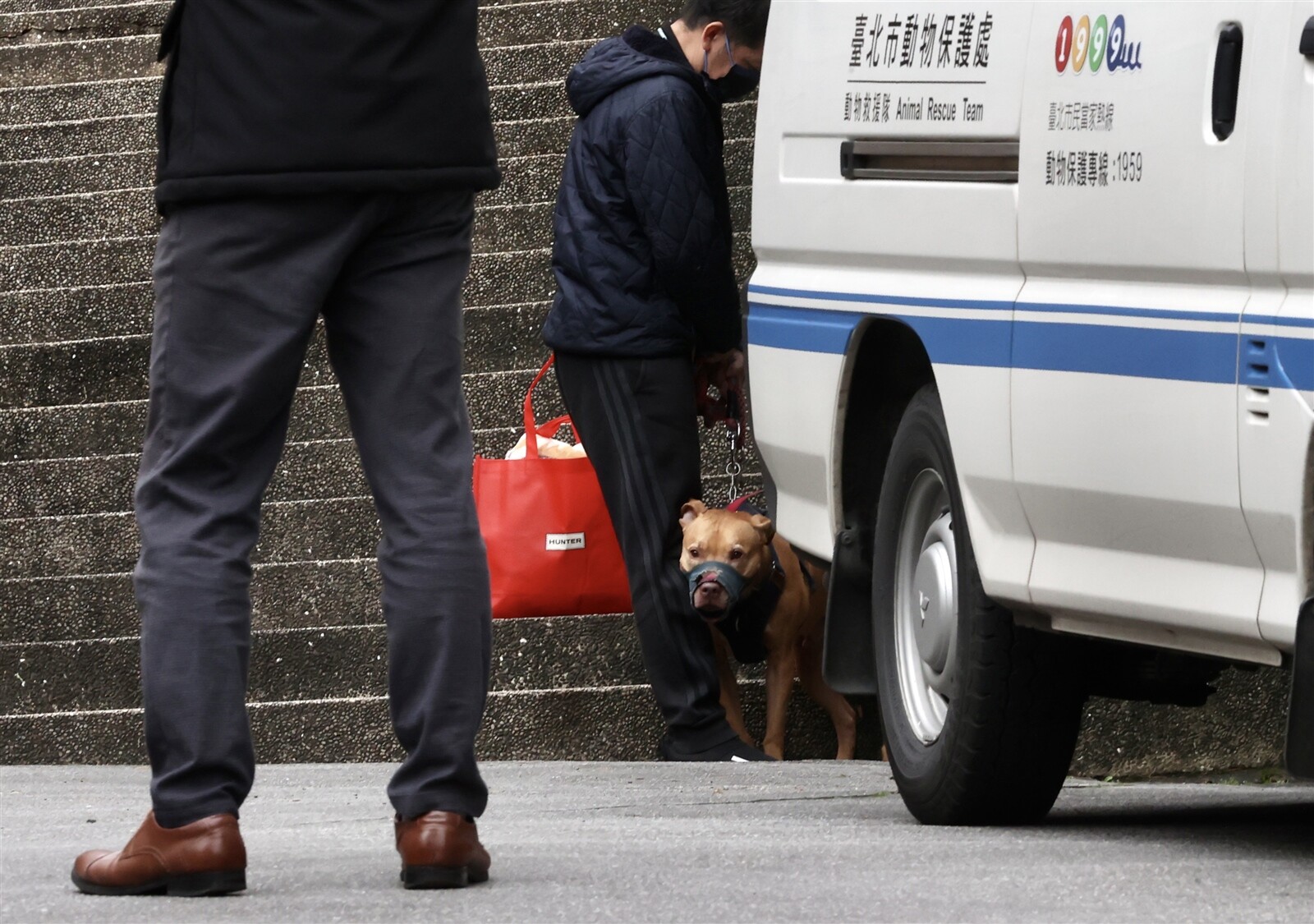台北市1隻比特犬Lucky兩度攻擊無辜騎士,台北市動保處昨天前往原飼主家強制沒入。記者胡經周/攝影