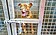 3年前已禁養　比特犬全台近4000隻　高雄最多