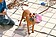 咬死浪浪　比特犬6年找無領養人