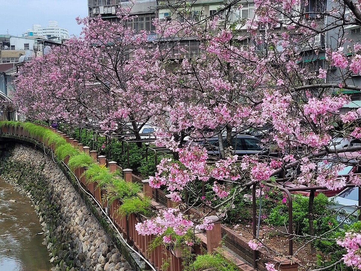 土城希望之河粉白昭和櫻、吉野櫻綻放。圖/新北市政府提供