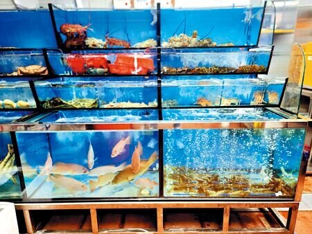 「橘色涮涮屋」台中館設有活水魚缸,每天至少提供15種活體海鮮,包括有:大小沙公、大小龍蝦、波龍、鱈場蟹、松葉蟹、毛蟹、活蝦、九孔、鮑魚,以及七星斑與象拔蚌等。圖∕姚舜