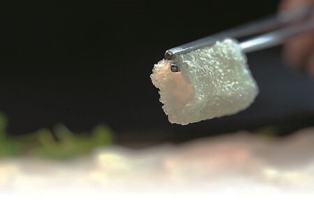 「橘色涮涮屋」的「野生竹笙」,口感脆嫩鮮美。圖∕姚舜