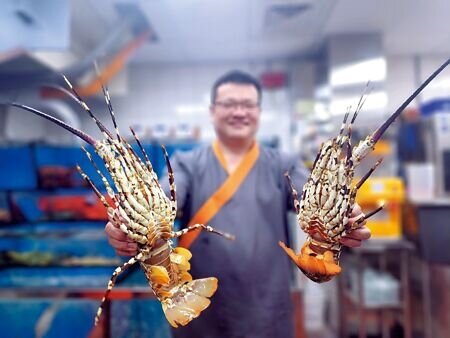 「橘色涮涮屋」台中館供應活體特大號龍蝦,連頂級粵菜海鮮餐廳都少見此規格檔次的活龍蝦。圖∕姚舜