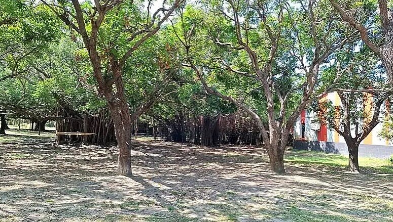 高市衛武營都會公園28日上午近10點有民眾驚見樹上掛了一個人，嚇得報警；警方趕抵發現老婦人已死亡，後查出是鳳山區離家失蹤的老婦。圖／記者石秀華翻攝
