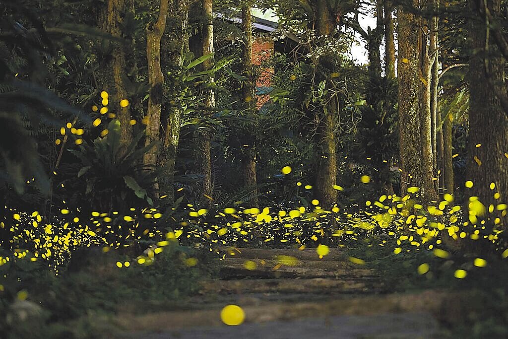 賞螢季將近,新北市農業局精選50處祕境,推出賞螢全攻略。圖/新北市農業局提供