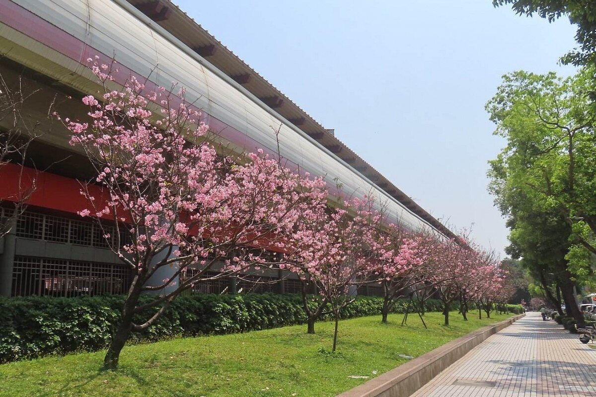 捷運紅線櫻花盛開! 北市賞櫻最終章迎清明連假