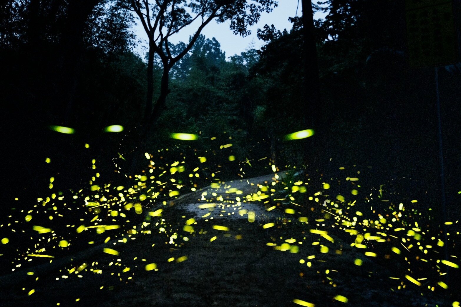 桃園大溪區及復興區乾淨無污染山林溪流間,點點綠色螢光成群結隊飛舞於夜空中如夢似幻。圖:觀旅局提供