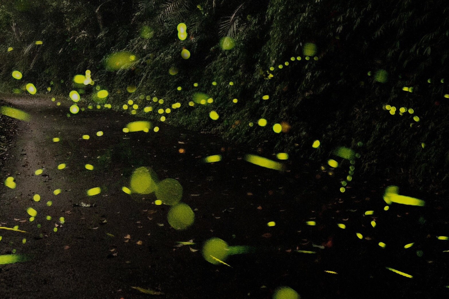 隨著櫻花季進入尾聲,迎來桃園北橫賞螢季節。圖:觀旅局提供