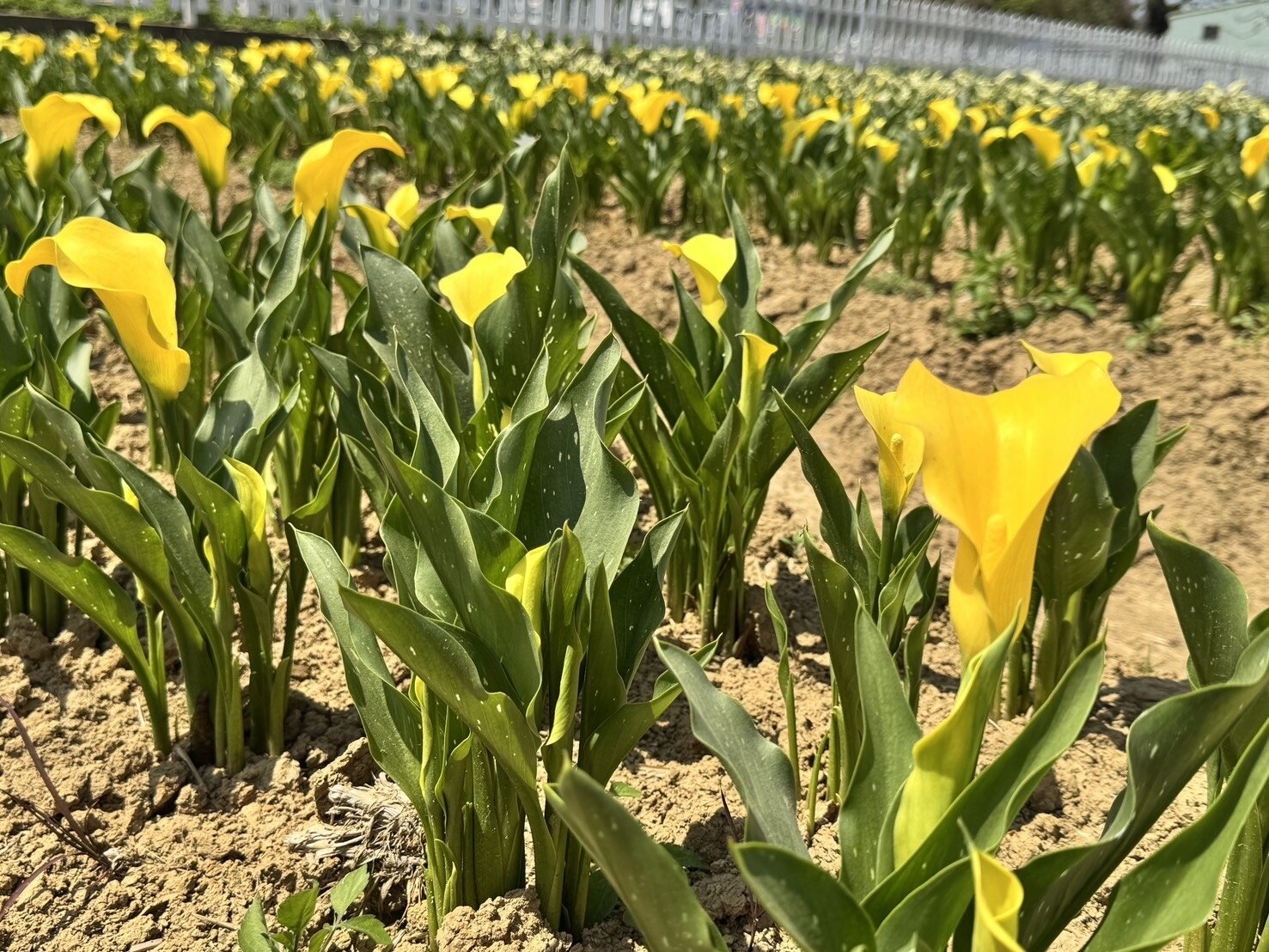 桃園溪海休閒農業區彩色海芋田。圖:觀旅局提供