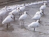 黑面琵鷺參加國慶　81隻停在台南七股保護區