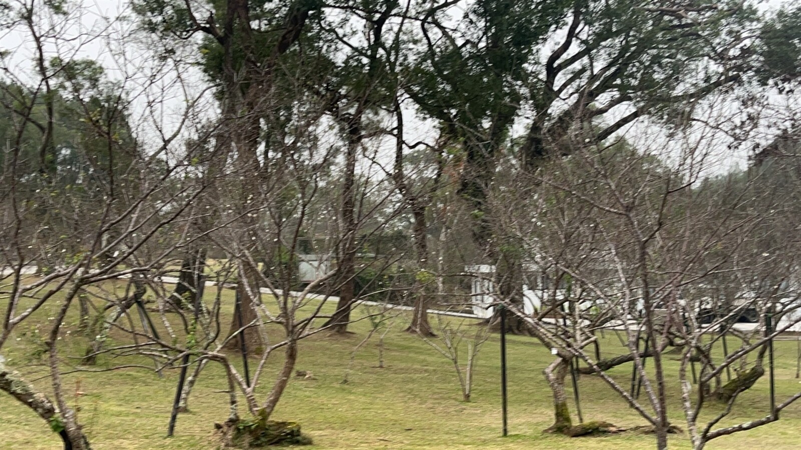 預計這一、兩周或到過年前，桃園角板山的梅花將會是全盛開放的景況。圖：警方提供