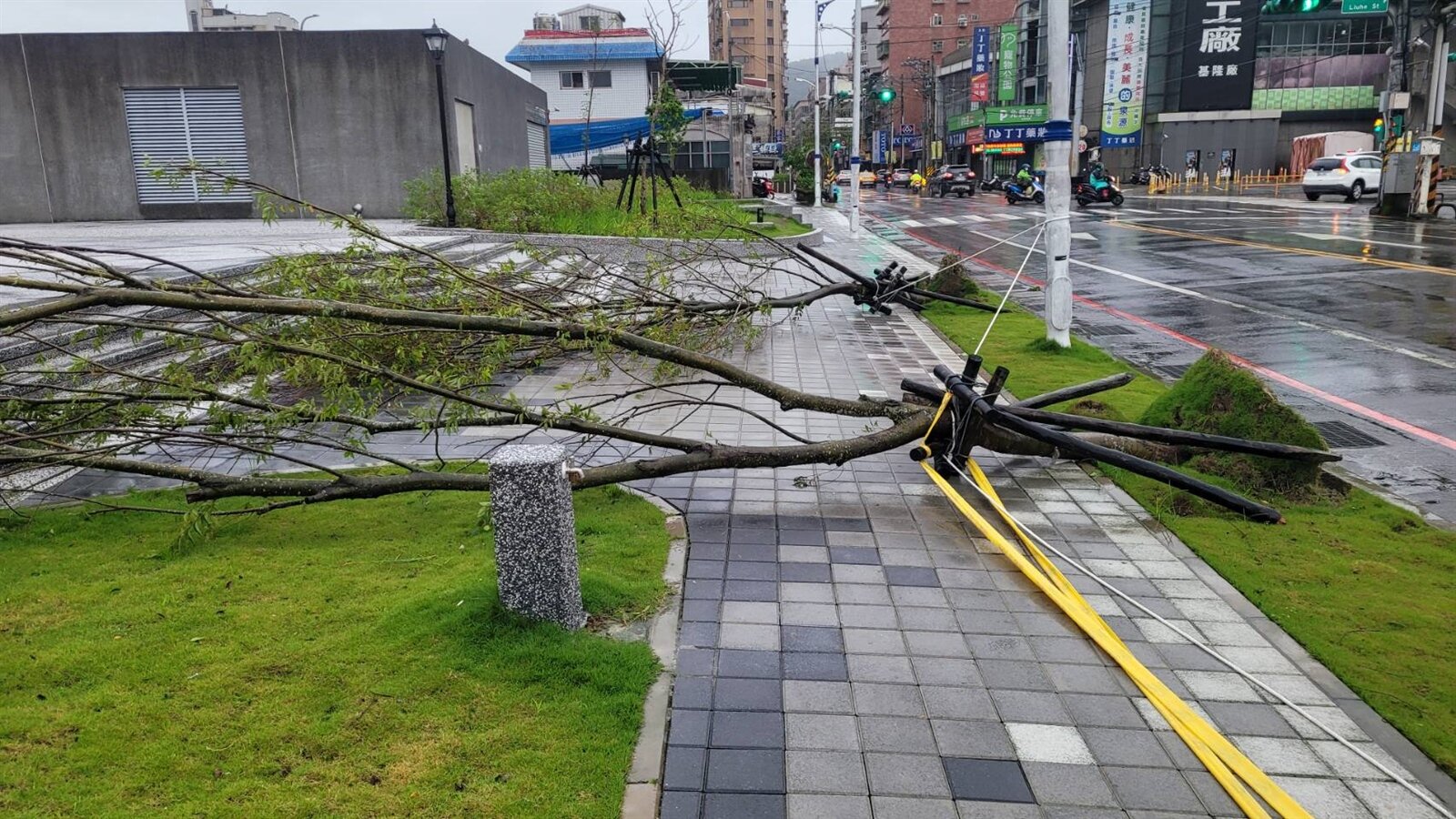 路樹傾倒擋路害她撞車受傷提國賠12萬，法官這理由駁回，圖為示意圖，非新聞事故現場。本報資料照門 