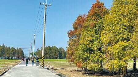 台南「六甲落羽松」是近年廣受民眾熱愛的拍攝景點,可惜周遭電線桿林立,影響整體景觀。(張毓翎攝)