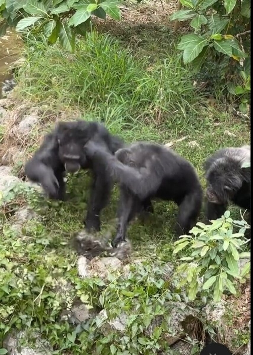 高雄壽山一隻落單獼猴誤闖黑猩猩獸舍，慘遭攻擊致死。圖／取自Threads 05_25_lai_tommy