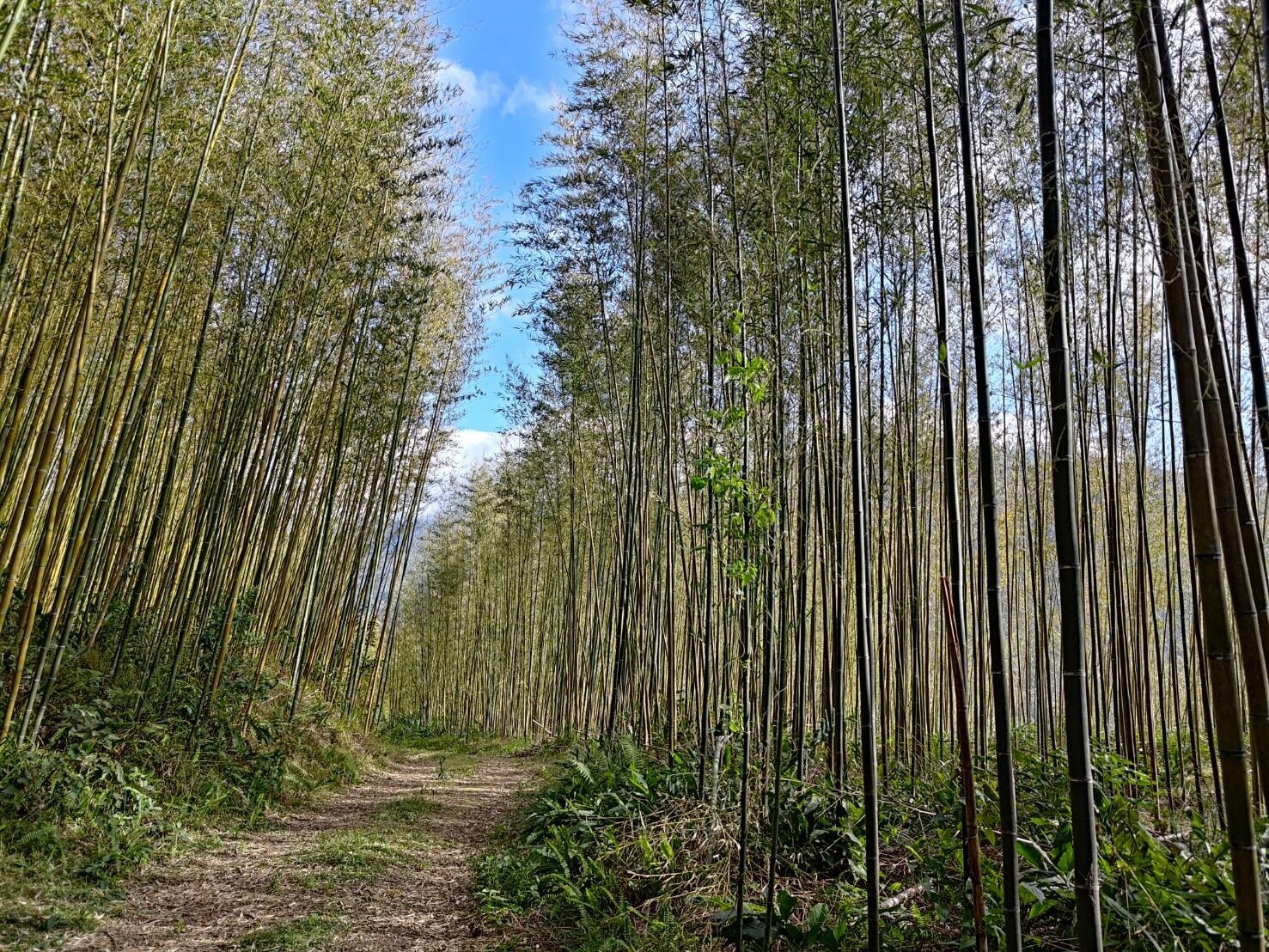 經桃園市農業局團隊疏伐後，雜亂的竹林變得煥然一新。圖：農業局提供