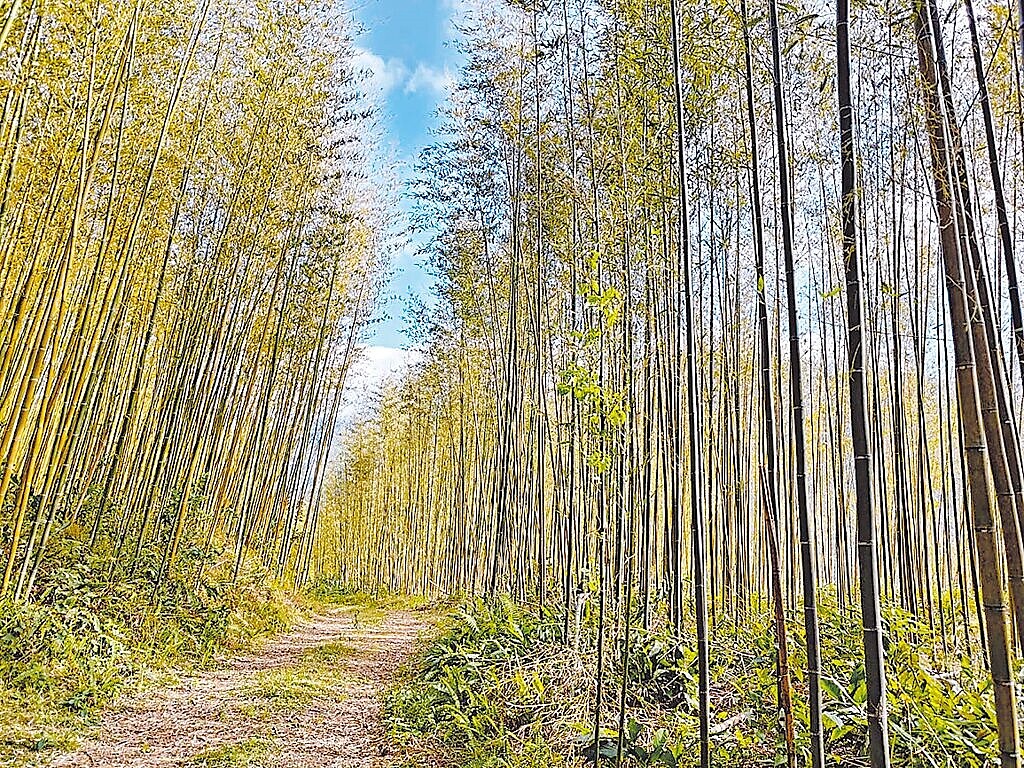 桃園市農業局輔導在地團隊整理枯倒竹及汰除老竹,讓林相變得健康,同時增加森林碳匯。圖/農業局提供