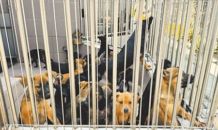 
動物零撲殺上路以來，台南市動物之家灣裡站、善化站收容上限700隻，現已收容1326隻，嚴重爆量，當中不乏浪浪一待就是8年、10年。（曹婷婷攝）
