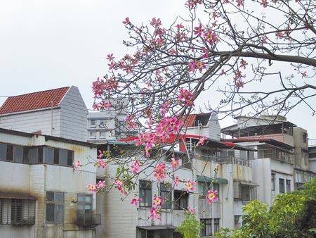 　北市文山區萬美里的里花是美人樹，最近正值花季，路邊常可見盛開的粉紅色花朵，端莊美麗。（陳芃攝） 
