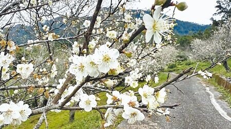 
台東縣延平鄉鸞山地區的梅樹花開滿枝，白雪般的美景讓人陶醉。（蕭嘉蕙攝）
