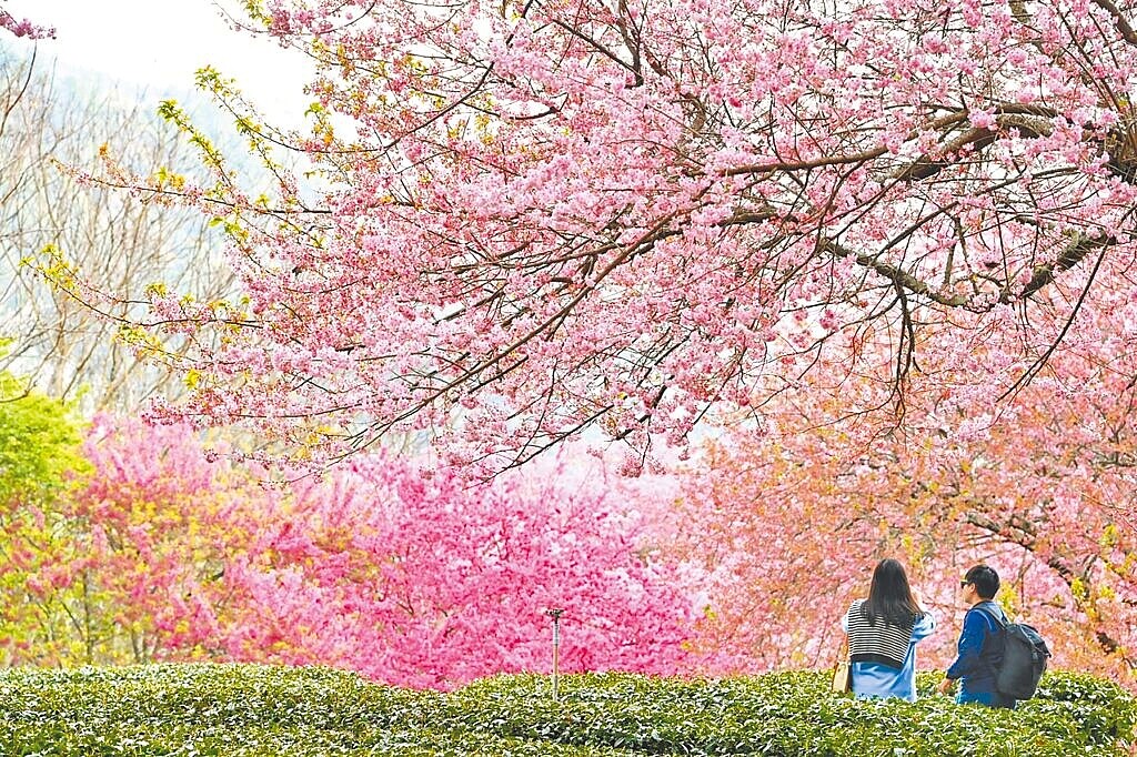 武陵農場櫻花季每年吸引不少賞櫻客到訪，受國旅衰退衝擊，去年全年遊客總數僅約25萬人次，與疫前全年40萬人次相比，幾乎快腰斬。圖為武陵櫻花季示意圖。圖／武陵農場提供