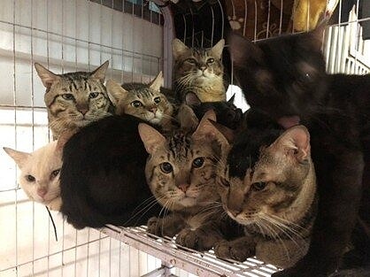 貓咪生活空間不足非常擁擠。圖/新北市動保處提供