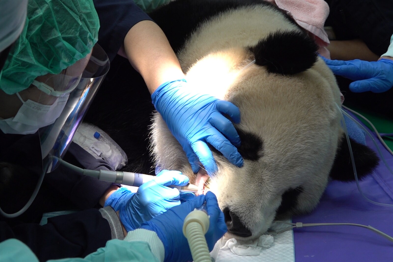 「圓寶」進行健康檢查。圖：動物園提供