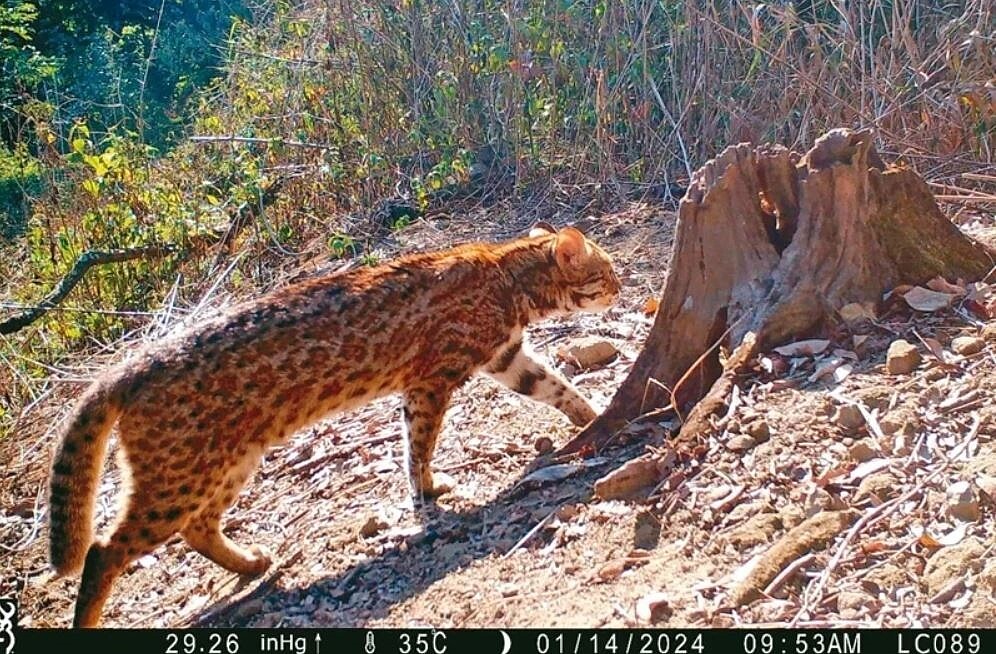 南投縣農民踴躍參與友善生態給付,山區經常可見石虎活動影像。圖/南投縣政府提供