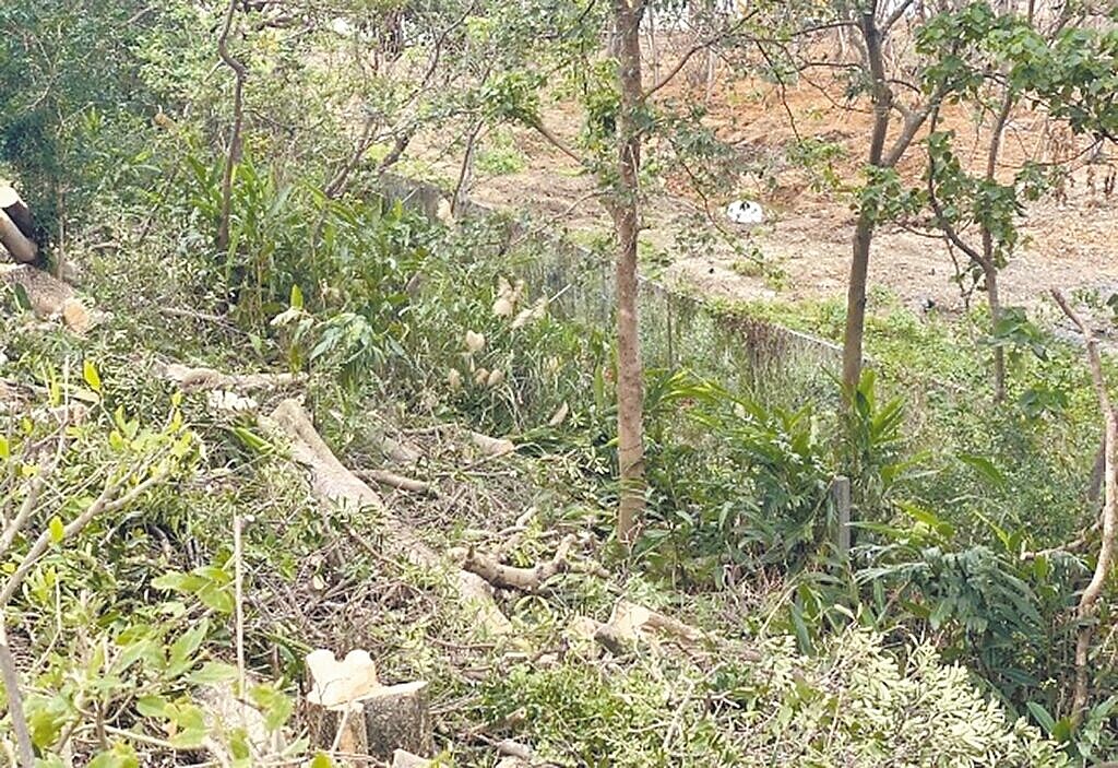 鄰近新北市土城司法園區預定地的國道3號邊坡樹木被砍。圖/新北市景觀處提供