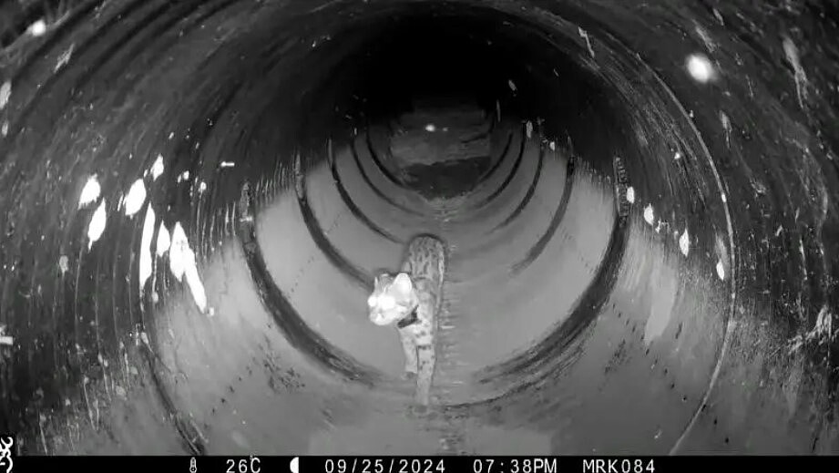 苗栗縣卓蘭鎮石虎公園上游不遠處老庄溪「石虎橋」,監測到石虎穩定通過利用。圖/苗栗縣政府提供