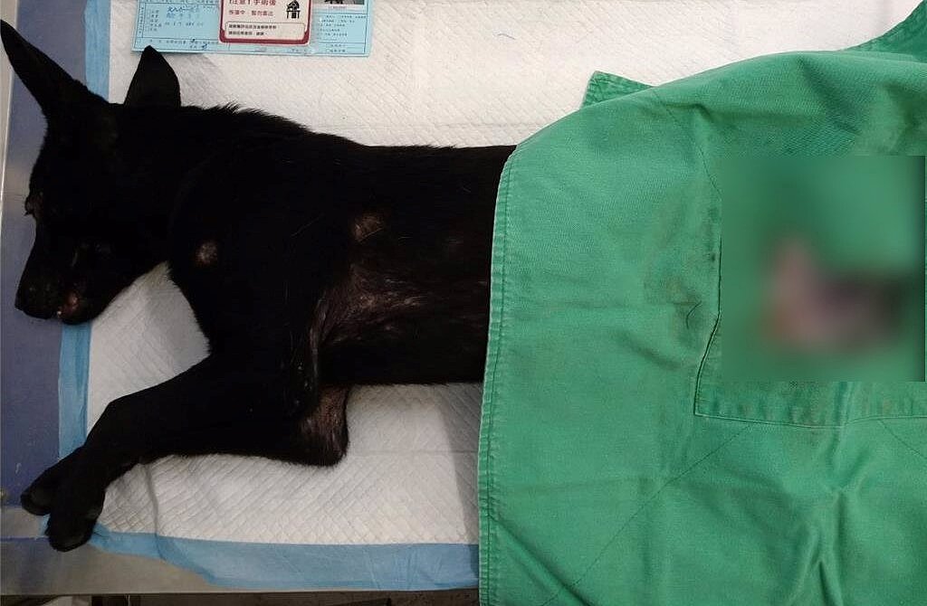 台北市動保處表示,預計2026年調整提高絕育補助金額,公犬貓調至1000元,母犬貓則調為2000元。圖/台北市動保處提供