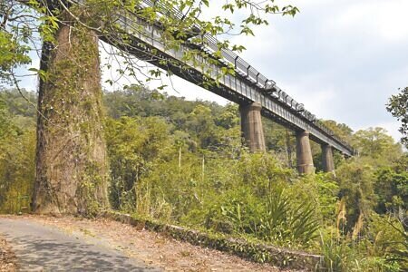 魚藤坪鐵橋1998年舊山線廢線後,2019年5月獲指定為苗栗縣定古蹟,目前則由民間廠商經營鐵道自行車。(謝明俊攝)