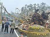 雲林古坑珍貴老樹　200年雀榕倒了