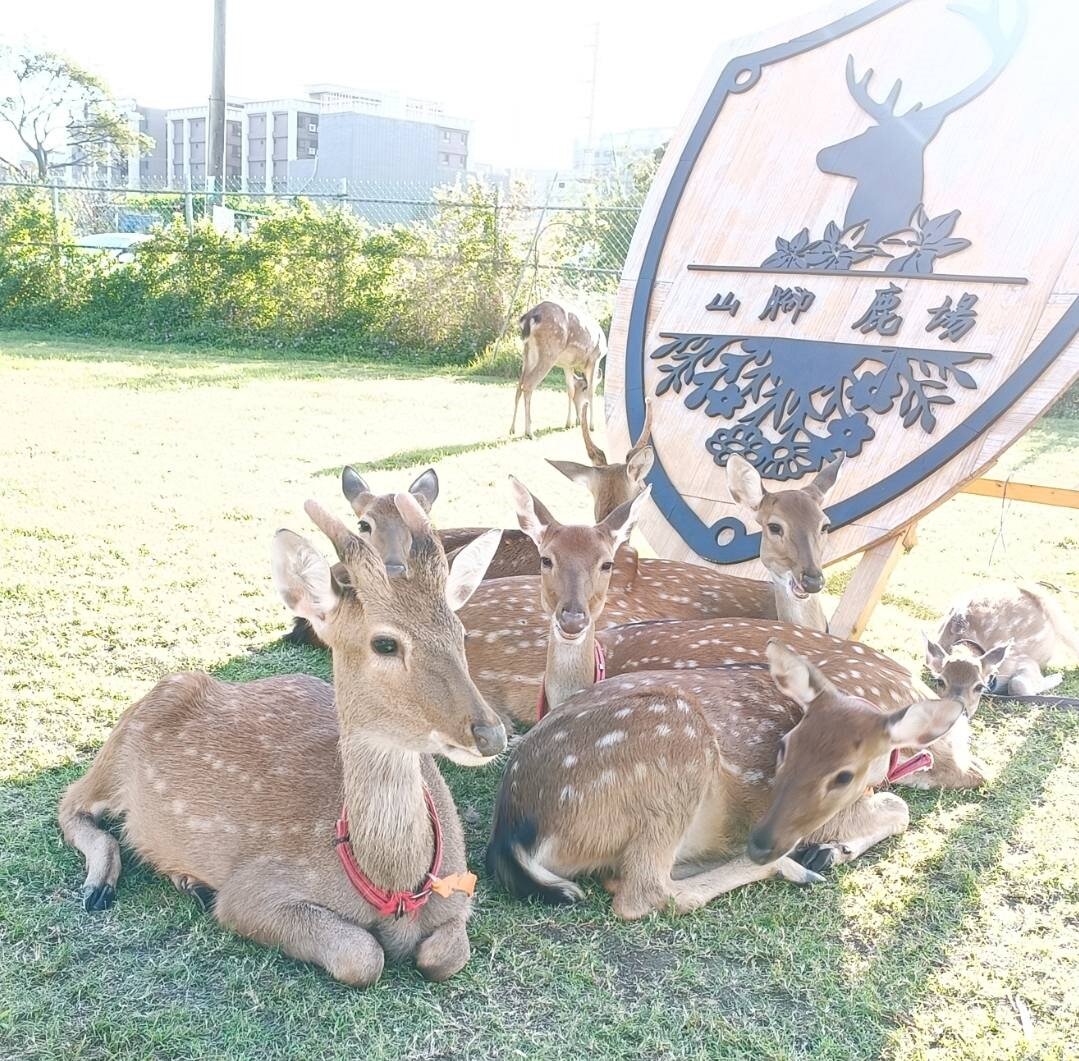 建議出發前先確認各個農場新春期間營業時間,以免撲空。圖:農業局提供