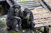 動物園除夕加菜！香菜、米糕入列　動物吃完這反應...