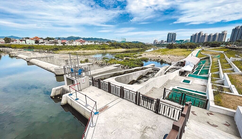 新北市碧潭堰2023年7月完工,2022年5月施工階段即大規模出現小毛蟹溯游景象,如今春暖時節,新店溪再度出現香魚與小毛蟹的蹤跡。圖/新北市水利局提供
