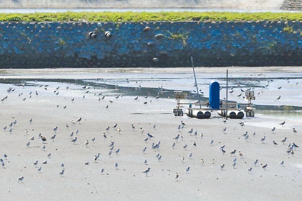 漁民冬季收成後將池水放乾,被稱為「曬池」,因水位較低也有雜魚殘留在池底,成為黑面琵鷺等水鳥的覓食地,農業部生物多樣性研究所近年正在開發魚塭曬池分布監測技術。圖為岸鳥在彰化濱海魚塭利用曬池休息及覓食。(農業部提供/蔡佩珈台北傳真)