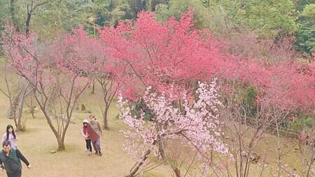 桃園市復興區北橫公路沿線陸續進入櫻花盛開季節,桃園市風景區管理處推出賞櫻地圖,建議遊客規畫1至2日遊,順遊北橫景點及台灣燈會。(呂筱蟬攝)