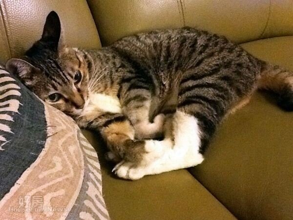 
5．孟昭光的愛貓「林志玲」，客廳沙發是他的遊樂場。