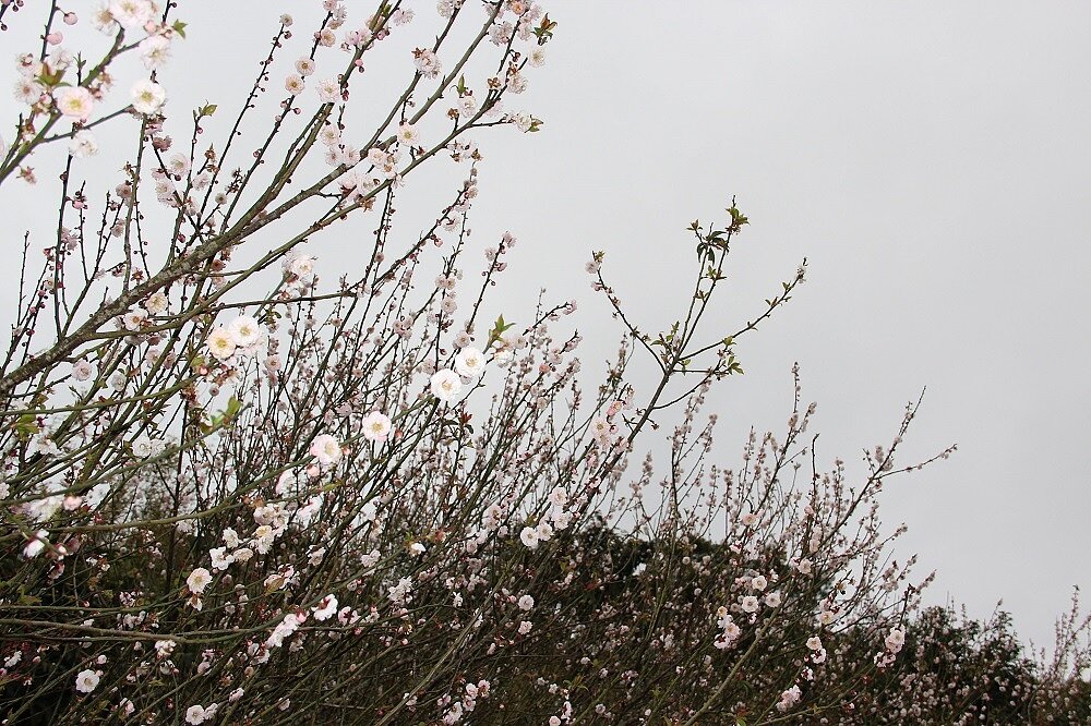 第二停車場國梅。圖/花卉試驗中心提供