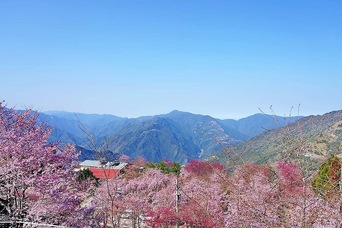 北橫櫻花漫步地圖，陪你度過浪漫北橫櫻花季。圖／桃園市觀旅局提供