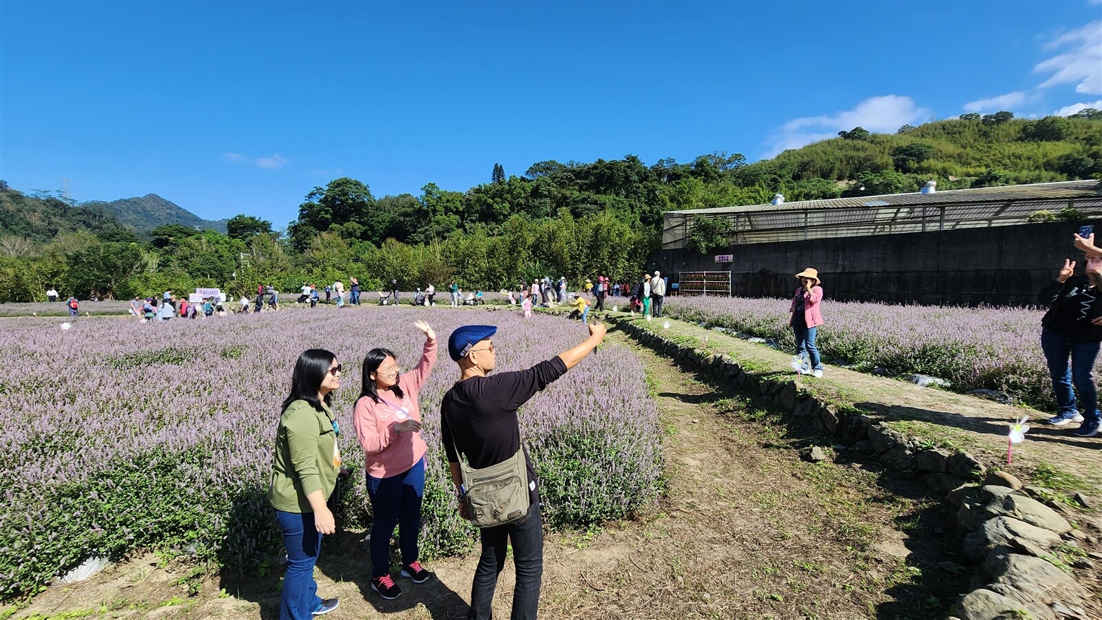 苗栗縣獅潭鄉近年連續推出「仙草花節」，吸引遊客人潮。記者胡蓬生／攝影 