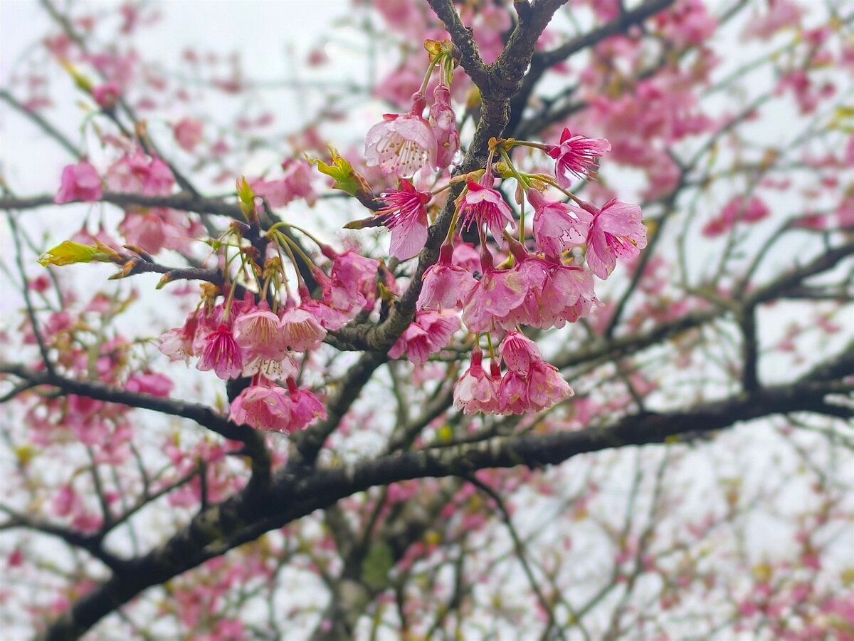 巴拉卡公路山櫻花。圖/新北市政府提供